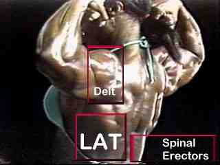 upper body back
