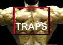 upper body traps